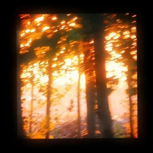 aesthetic pfp autumn leaves