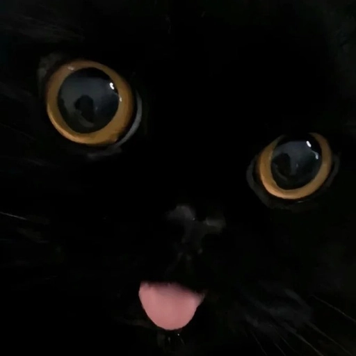 black pfp profile picture