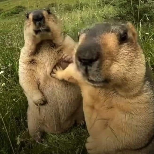 funny goofy pfp cartoon