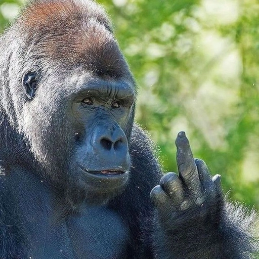 goofy ahh pfp for discord meme