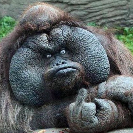 funny goofy pfp picture