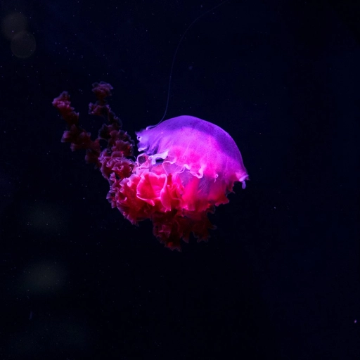 jellyfish profile picture cartoon