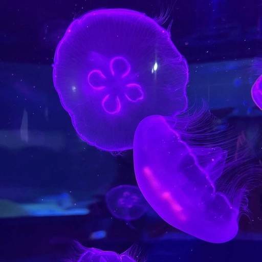 soft cute jellyfish pfp aesthetic