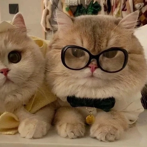 matching animal profile pictures