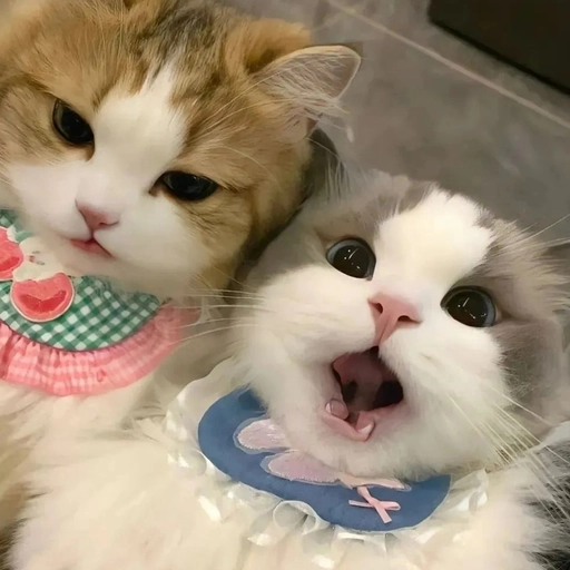 matching cute animal profile pics