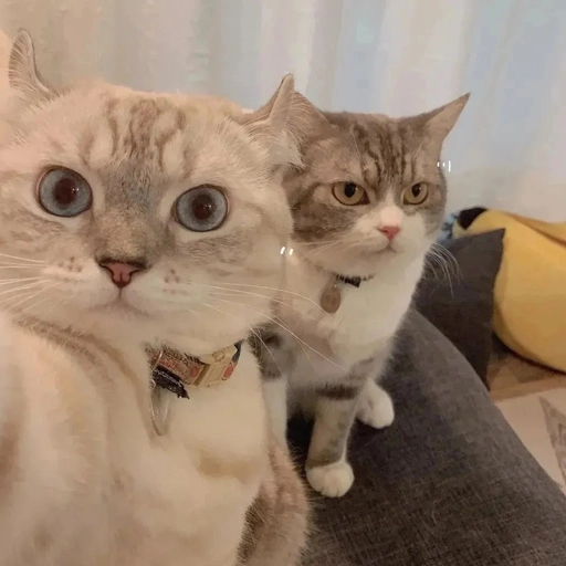 matching animal icons