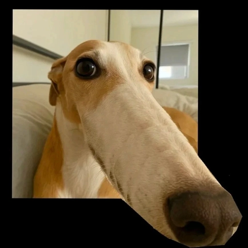 matching pfp animals design