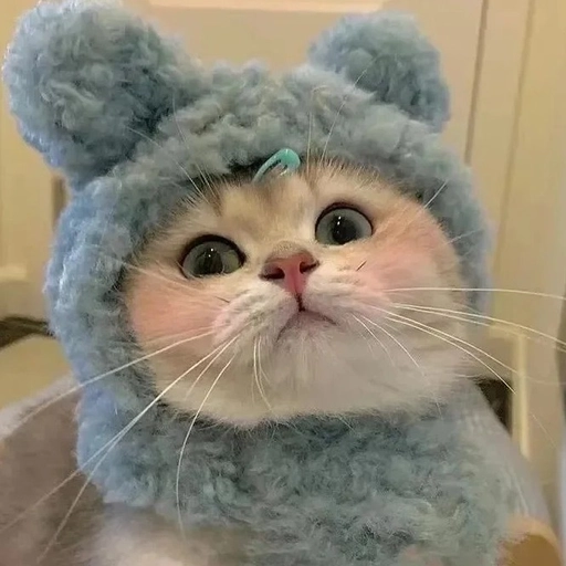 pfp animals matching styles