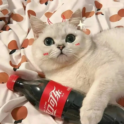 animal pfp matching sets