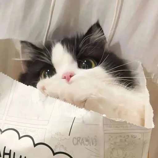 funny animal matching profile pics