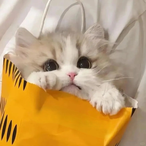 matching animal profile pictures for friends