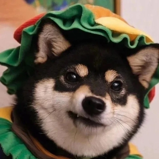 matching pfp animals