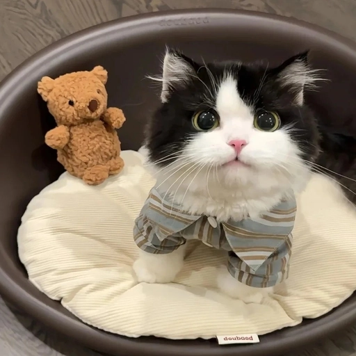 matching animal pfp for couples