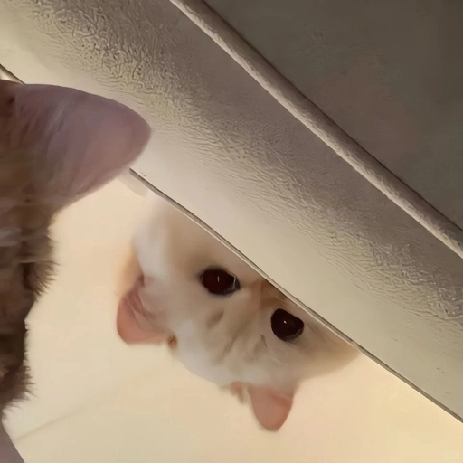 cute matching animal pfp sets