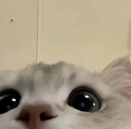 matching animal pfp social media