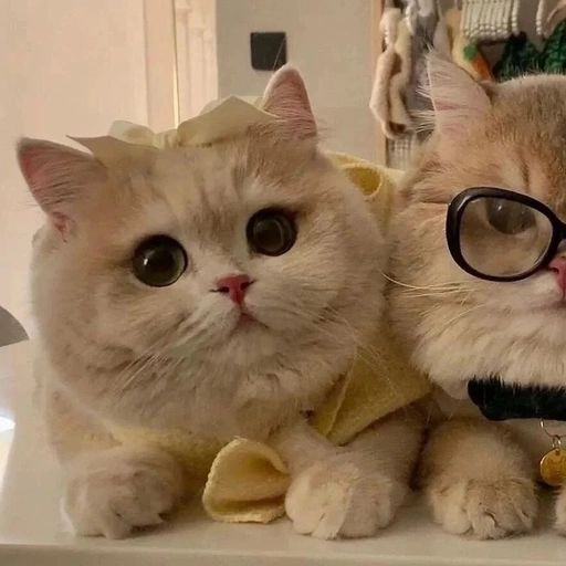 funny animal matching pfp