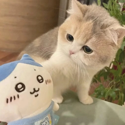 matching pfp ideas for couples