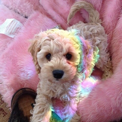 preppy pfp wallpaper design