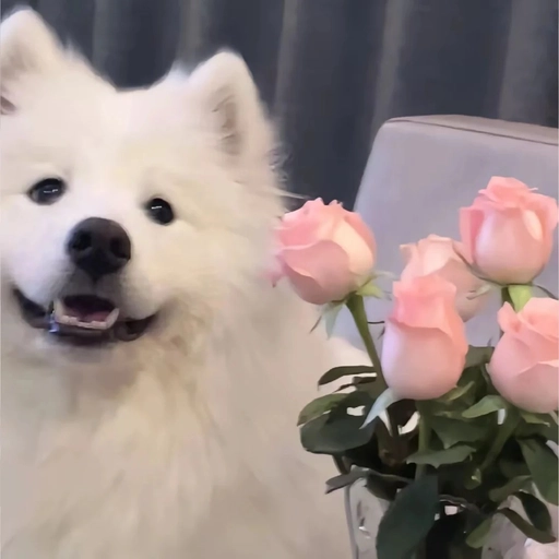 aesthetic dog pfp edit