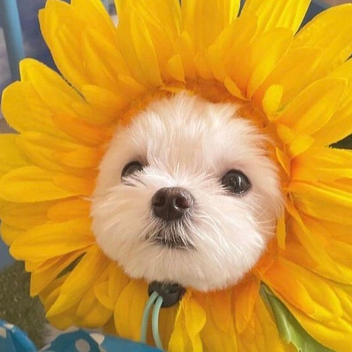 cute aesthetic dog pfp