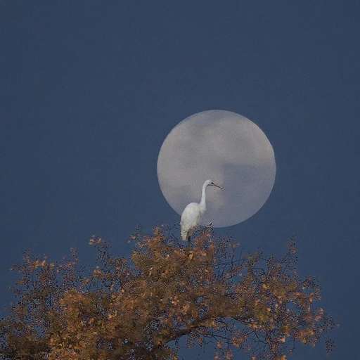 aesthetic moon illustration pfp