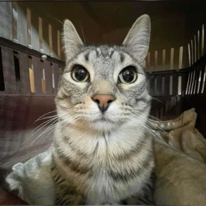 meme pfp hilarious mood