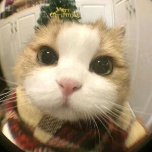 cute christmas pfp wallpaper