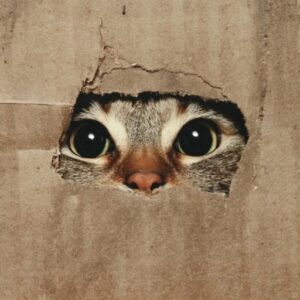 pfp eye moody contrast