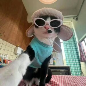 pic of chill guy cool pose